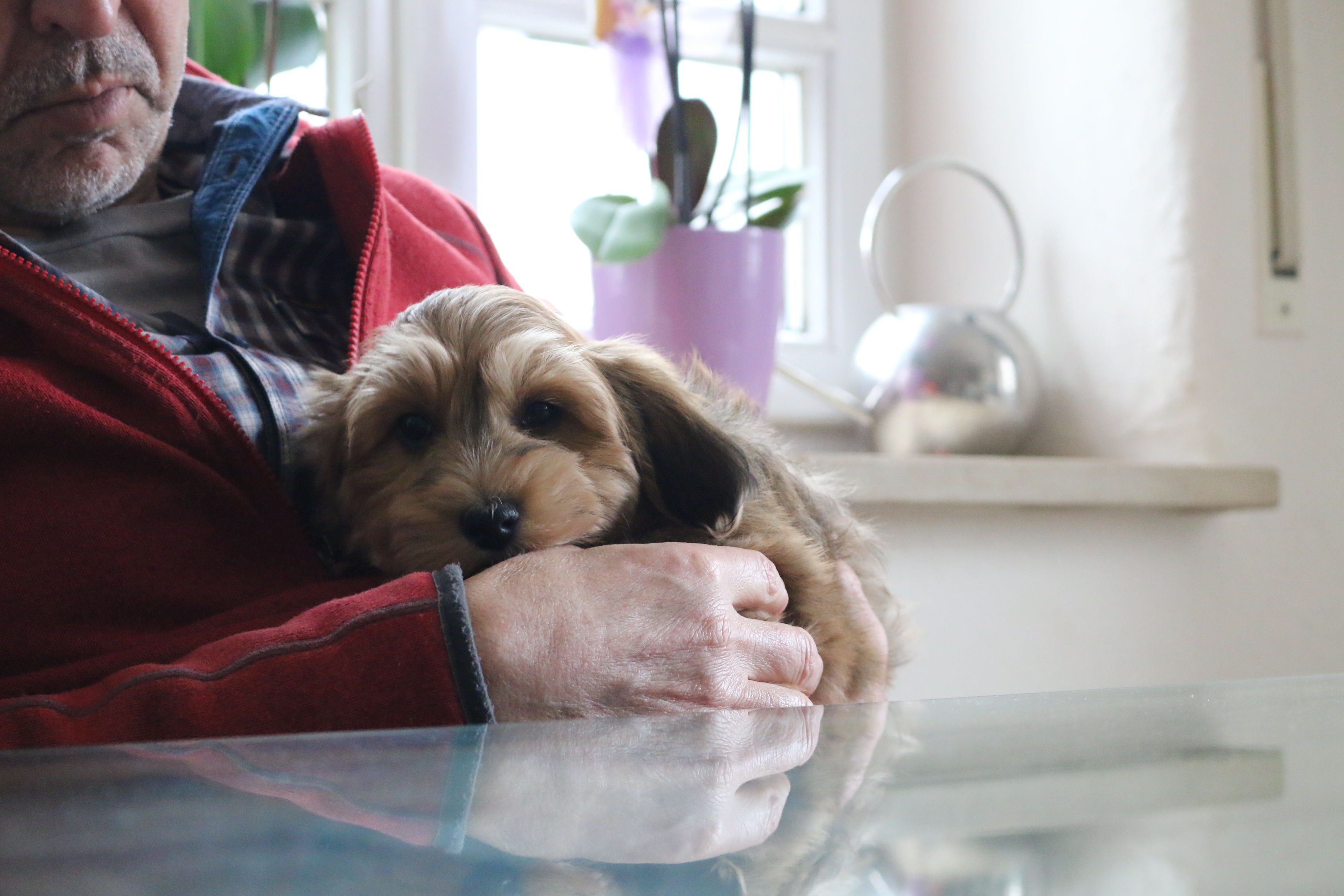 Welpe auf dem Schoß